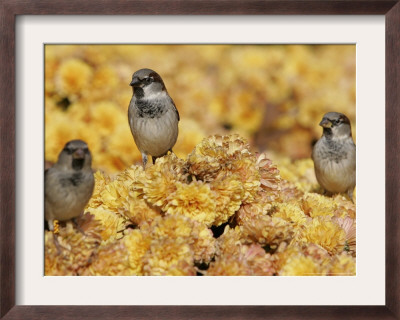 A Group Of Sparrows Warm Themselves In The Noon Sun, In Lafayette Park Across From The White House by Ron Edmonds Pricing Limited Edition Print image