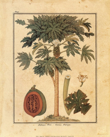 Papaya Tree by Rebecca Pricing Limited Edition Print image