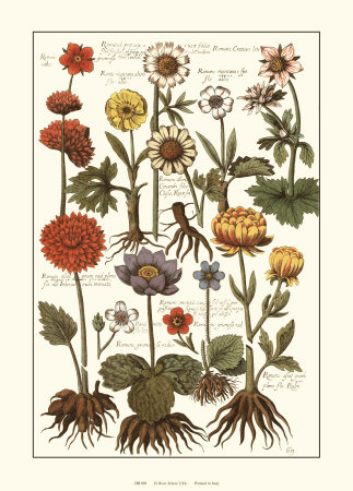 Crocii by Johann Theodore De Bry Pricing Limited Edition Print image