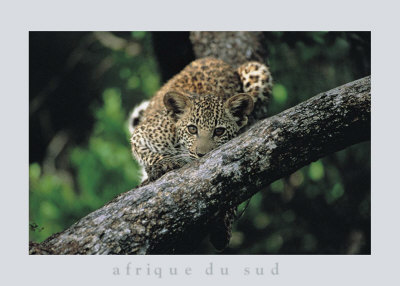 Leopard Cub In Tree by Thom Pricing Limited Edition Print image