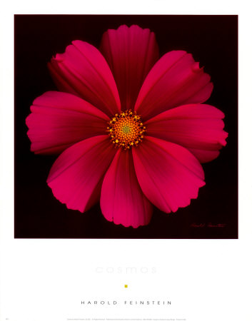 Cosmos by Harold Feinstein Pricing Limited Edition Print image