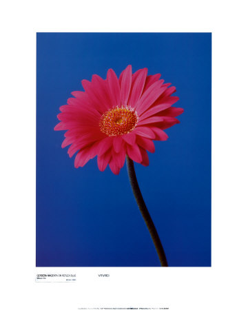 Gerbera Magenta On Reflex Blue by Masao Ota Pricing Limited Edition Print image