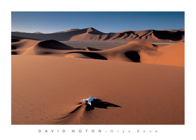 Oryx Bone, Namib Desert, Namibia by David Noton Pricing Limited Edition Print image