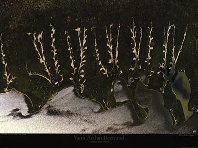 Rive D'un Lac, Etosha by Yann Arthus-Bertrand Pricing Limited Edition Print image