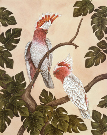 White Mitchell Cockatoos by Dianne Krumel Pricing Limited Edition Print image