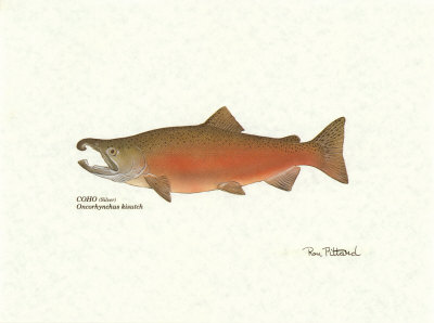 Sockeye Fish by Ron Pittard Pricing Limited Edition Print image