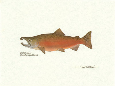 Sockeye Fish by Ron Pittard Pricing Limited Edition Print image