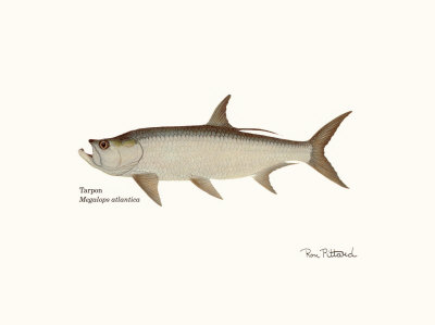 Tarpon Fish by Ron Pittard Pricing Limited Edition Print image
