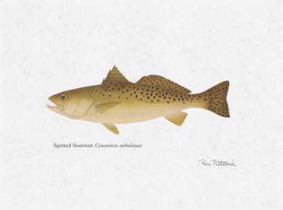 Spotted Seatrout by Ron Pittard Pricing Limited Edition Print image