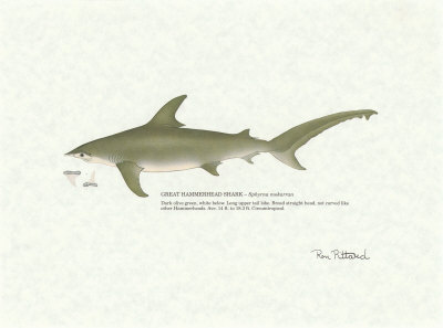 Great Hammerhead Shark by Ron Pittard Pricing Limited Edition Print image