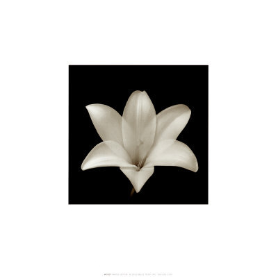 Flower Series Vii by Walter Gritsik Pricing Limited Edition Print image