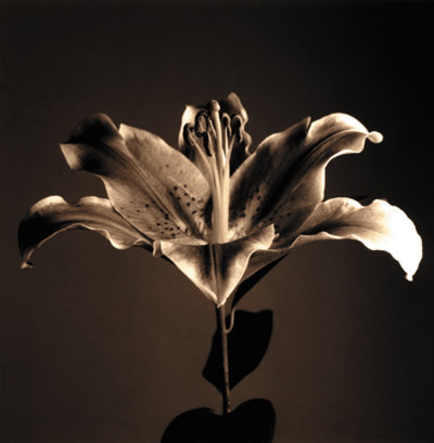 Flower Series Iv by Walter Gritsik Pricing Limited Edition Print image