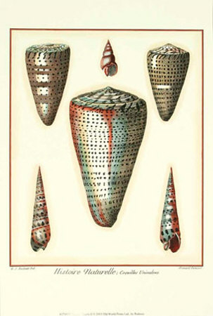 Redoute Shells Ii by Pierre-Joseph Redouté Pricing Limited Edition Print image