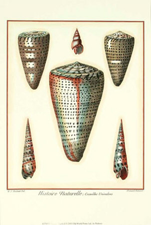 Redoute Shells Ii by Pierre-Joseph Redoute Pricing Limited Edition Print image