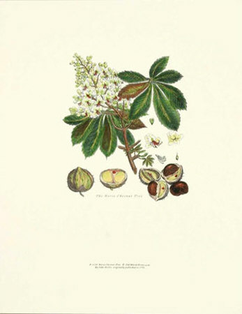 Horse Chesnut Tree by John Miller (Johann Sebastien Mueller) Pricing Limited Edition Print image
