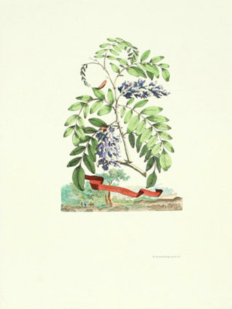 Acacia Major by Abraham Munting Pricing Limited Edition Print image