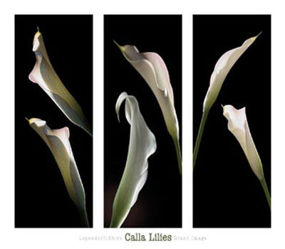 Calla Lilies by Lependorf Shire Pricing Limited Edition Print image