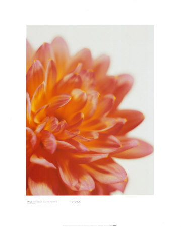 Dahlia, Soft Pink And Yellow On White by Michael Banks Pricing Limited Edition Print image