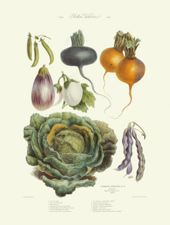 Savoy Cabbage, Turnip by Andrieux Vilmorin Pricing Limited Edition Print image