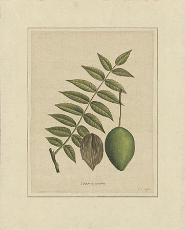 Juglans Cathartica by La Roche Laffitte Pricing Limited Edition Print image