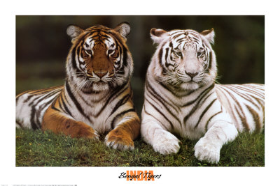 Bengal Tigers by Konrad Wothe Pricing Limited Edition Print image