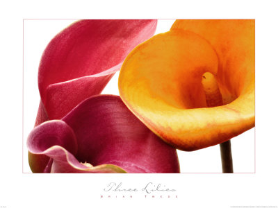 Three Lilies by Brian Twede Pricing Limited Edition Print image