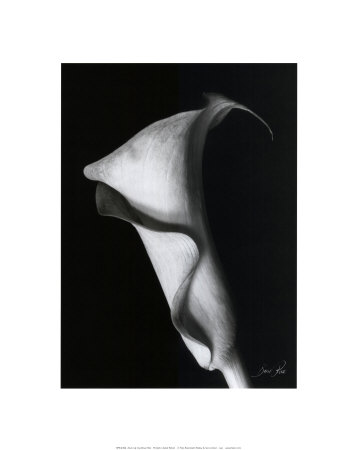 Arum Lily I by Bruce Rae Pricing Limited Edition Print image