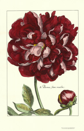 De Passe Peony Ii by Crispijn De Passe Pricing Limited Edition Print image