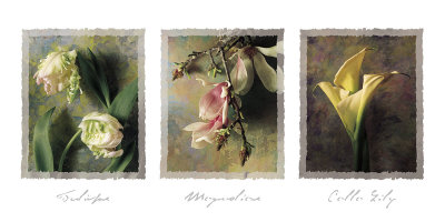 Tilips, Magnolias, Calla Lily by Jim Frankoski Pricing Limited Edition Print image