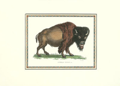 American Bison Variation by George Shaw Pricing Limited Edition Print image