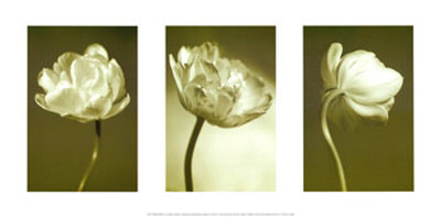 Pistachio Blooms by Heather Johnston Pricing Limited Edition Print image