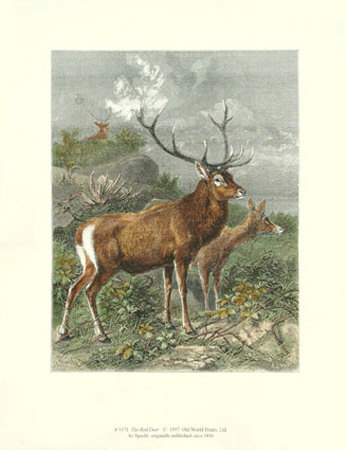 Red Deer I by Friedrich Specht Pricing Limited Edition Print image