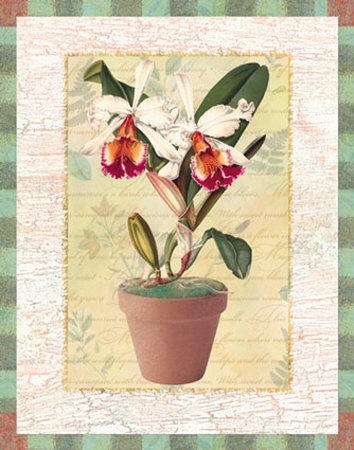 Potted Cattleya by Walter Robertson Pricing Limited Edition Print image