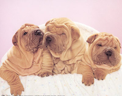 Shar-Pei by Ron Kimball Pricing Limited Edition Print image