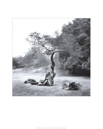 Lonely Tree by Harold Silverman Pricing Limited Edition Print image