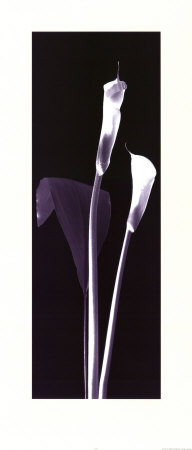 Jack In The Pulpit by Alfred Gockel Pricing Limited Edition Print image