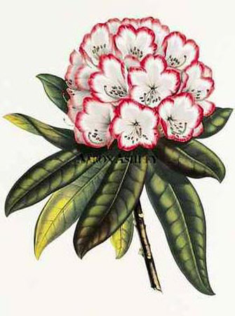 Rakish Rhododendron by Nicolas Robert Pricing Limited Edition Print image