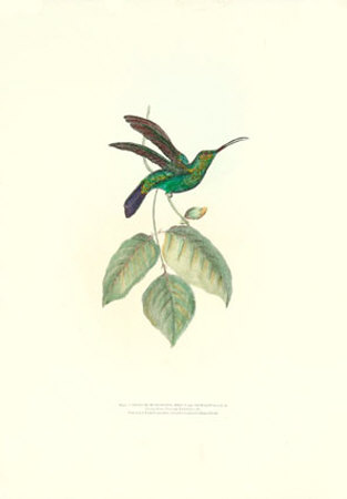 Curved-Beak Humming Bird by George Shaw Pricing Limited Edition Print image