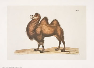 Camel by George Wolfgang Knorr Pricing Limited Edition Print image