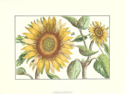 Sunflower Stars I by Crispijn De Passe Pricing Limited Edition Print image