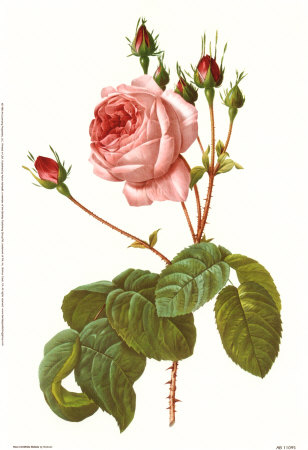 Rosa Centrifolia Bullata by Pierre-Joseph Redoute Pricing Limited Edition Print image