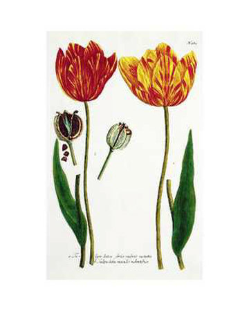 Two Tulips With Seeds by Johann Wilhelm Weinmann Pricing Limited Edition Print image