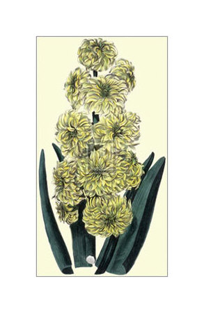 Yellow Ophir Hyacinth by Robert Sweet Pricing Limited Edition Print image