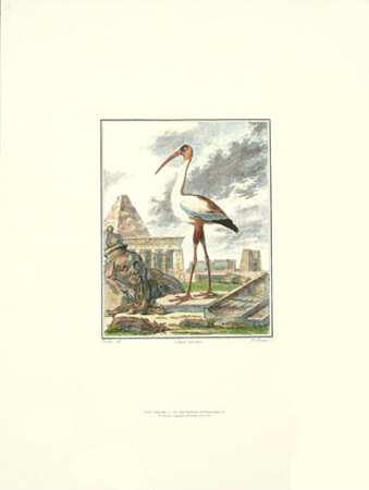 White Ibis by Georges-Louis Buffon Pricing Limited Edition Print image