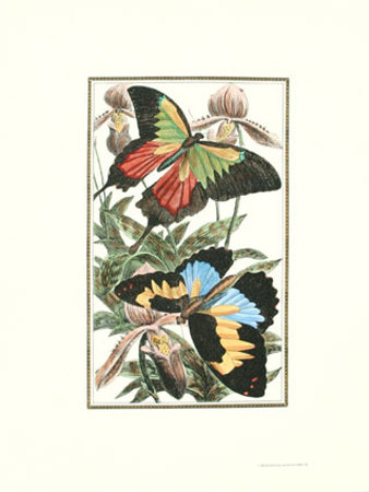 Butterfly Iii by William Henry Pearson Pricing Limited Edition Print image