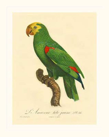Barraband Parrot No. 86 by Jacques Barraband Pricing Limited Edition Print image