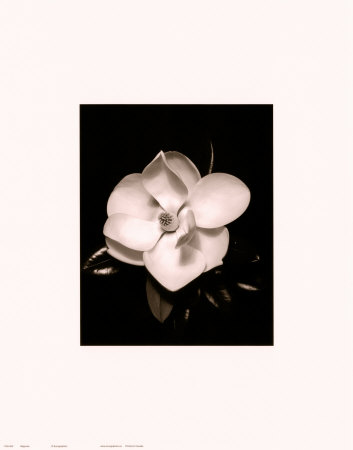 Magnolia by Sara Liu Pricing Limited Edition Print image