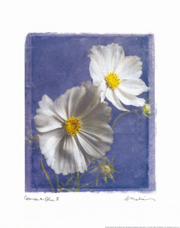 Cosmos On Blue Ii by Amy Melious Pricing Limited Edition Print image