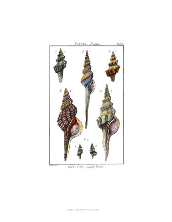 Shells I by Daniel Diderot Pricing Limited Edition Print image