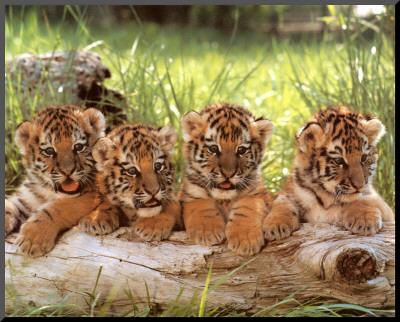 Four Cubs by Tippy Hedren Pricing Limited Edition Print image